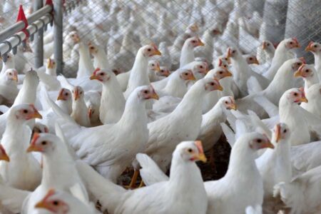 Santa Catarina exporta 2 milhões de toneladas de carnes em 2025, quase 20% do total do País