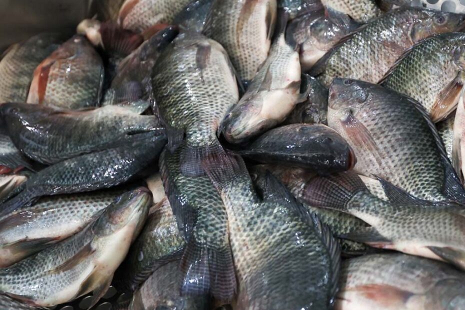 tilapia santa catarina