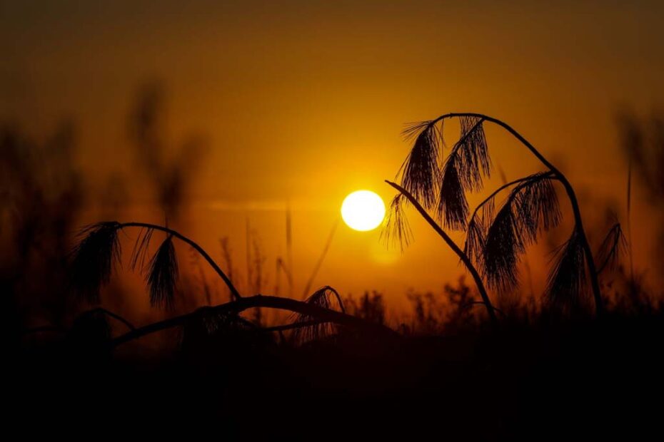 sol
