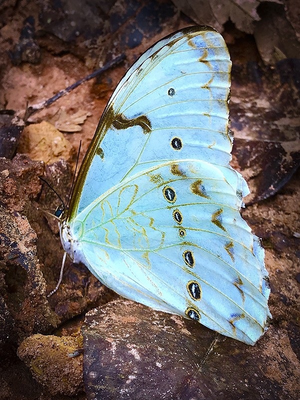 Sem título - fotografia de Hay Graphiks - 2017 - borboleta localizada na Fazenda Santo Antônio do Tesourão - Palmeira , PR.