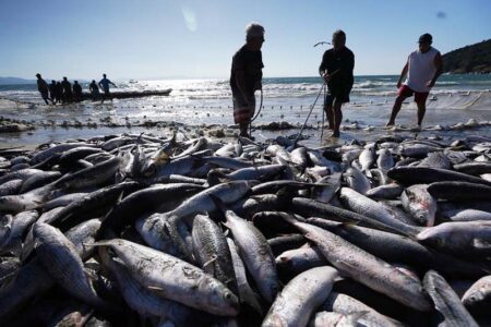 O que muda em Santa Catarina com novas regras da pesca da tainha para 2026