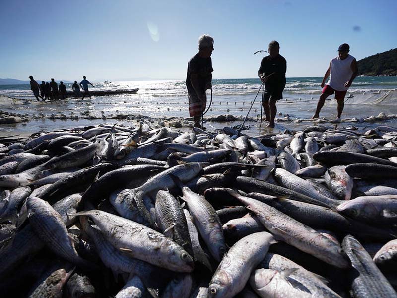peixes pesca santa catarina