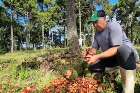 Dezoito cidades catarinenses esperam colheita de 3,7 mil toneladas de pinhão em 2026