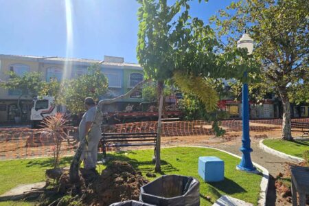Porto Belo realiza transplante de árvores da Praça da Bandeira