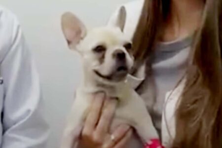 Cadela é internada após ingerir mais de 50 pedras de crack em Santa Catarina
