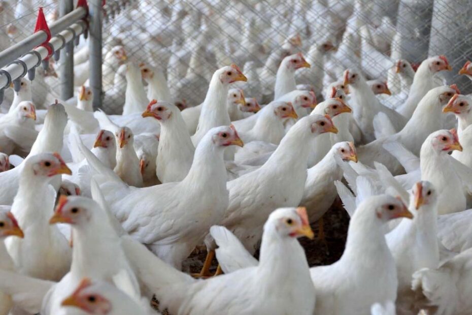 frango santa catarina