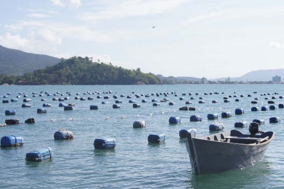produtores de ostras ostreicultura maricultor santa catarina