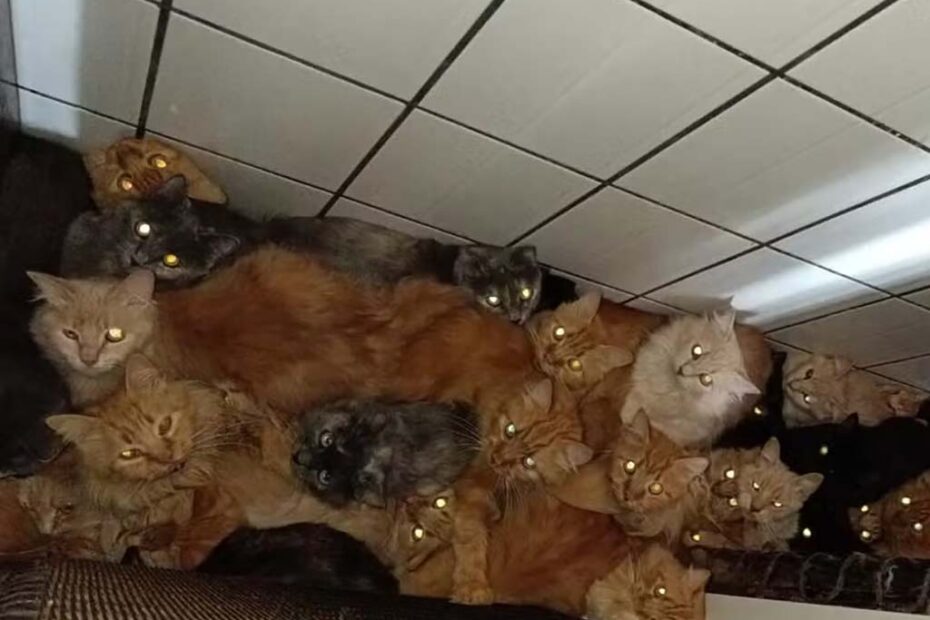 gatos apartamento idosa concordia santa catarina