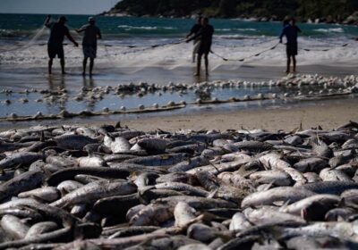 Safra da tainha em Santa Catarina ultrapassa duzentas toneladas capturadas neste ano