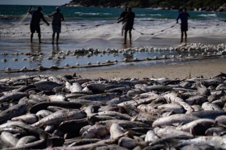 Safra da tainha em Santa Catarina ultrapassa duzentas toneladas capturadas neste ano