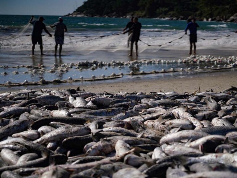 tainha pesca santa catarina