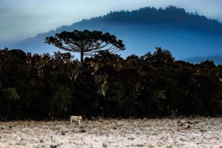 Inverno 2026 inicia com onda de frio intenso em Santa Catarina; veja previsão do tempo