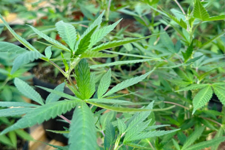 Cannabis medicinal, saúde pública e acesso ao tratamento serão tema de seminário gratuito em Balneário Camboriú