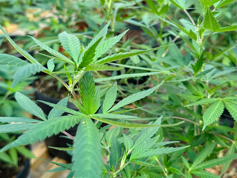 Cannabis