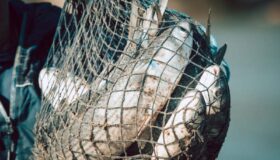 Alesc: deputados estaduais repercutem proibição da pesca da tainha em Santa Catarina