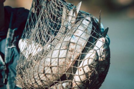 Alesc: deputados estaduais repercutem proibição da pesca da tainha em Santa Catarina