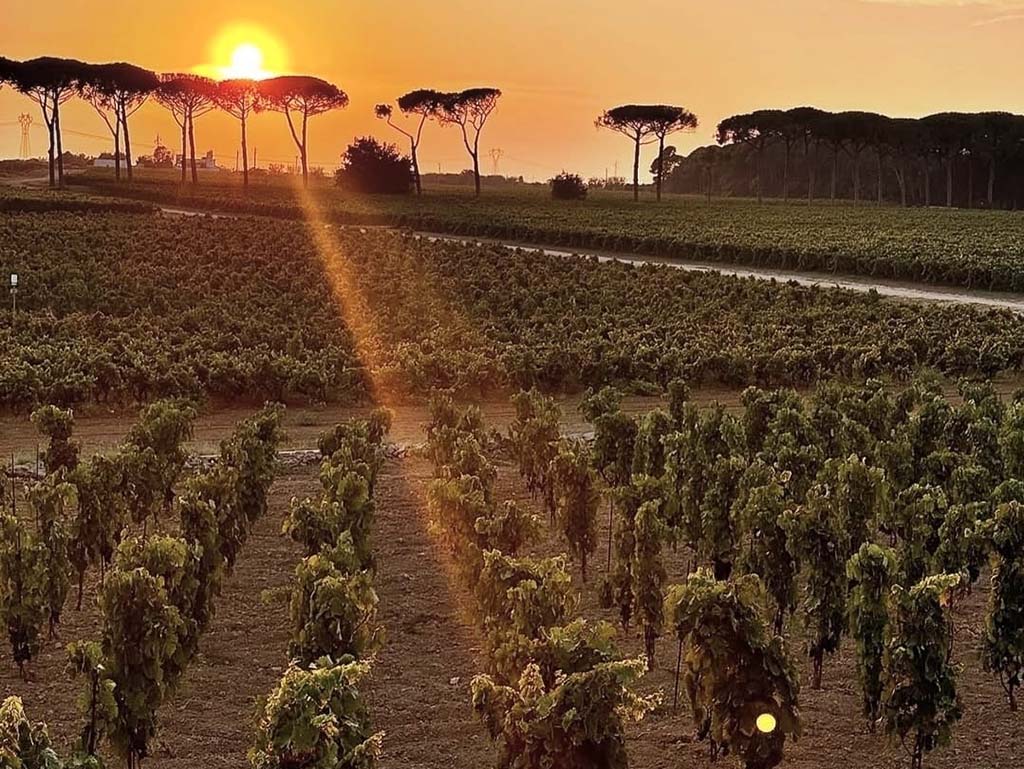 Vinhedos de Masseria Li Veli