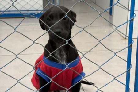 Bem-Estar Animal de Itapema tem 40 pets à espera de um novo lar
