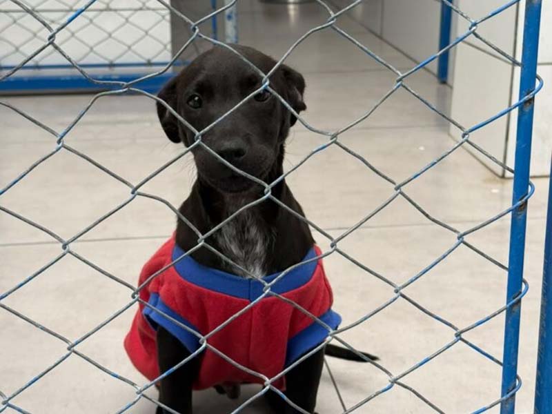cachorro itapema