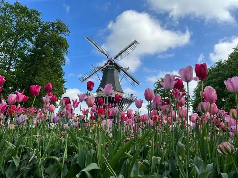 tulipas
