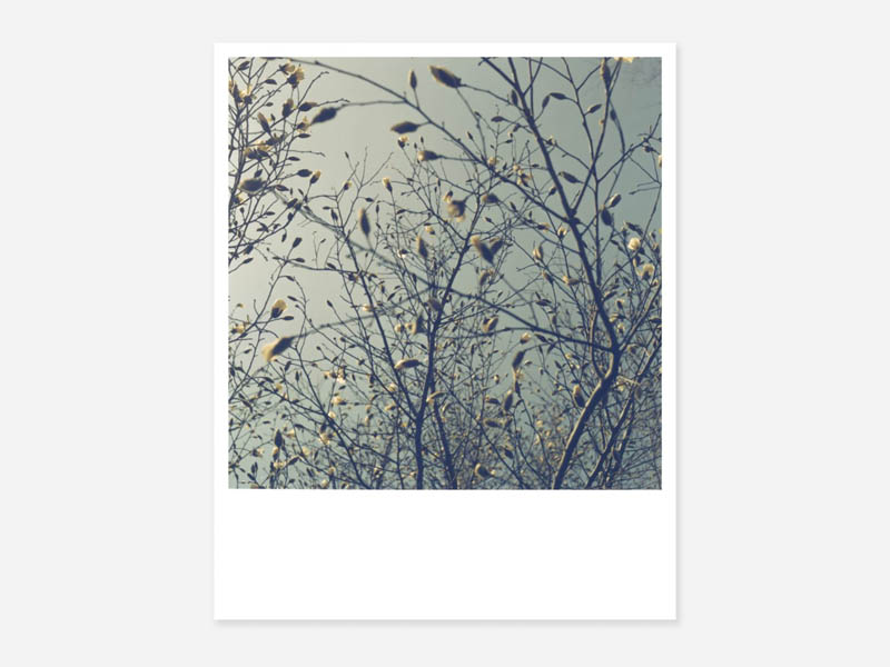 florescer