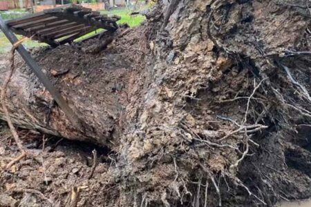 Tornado arranca árvores pela raiz e destelha casas em Três Barras, no Norte de Santa Catarina