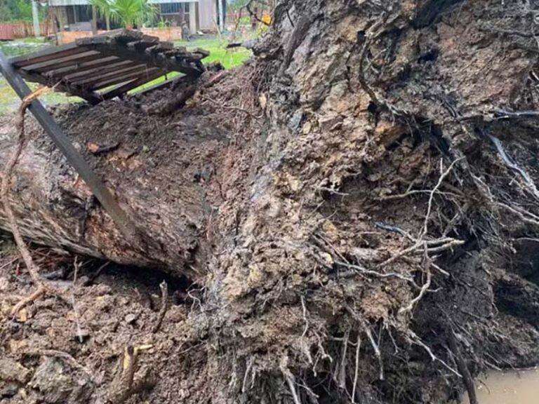 Tornado arranca árvores pela raiz e destelha casas em Três Barras, no Norte de Santa Catarina