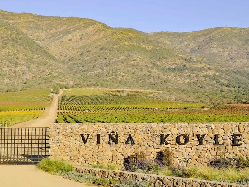 vina koyle vinho