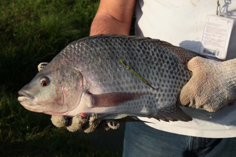 peixe merenda escolar hojesc