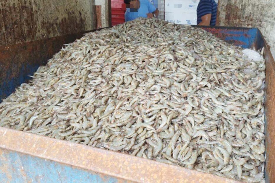 pescados irregulares barra velha navegantes hojesc
