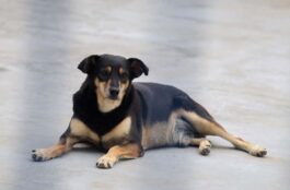 Porto Belo promove 1º Seminário Municipal de Bem-Estar Animal no dia 27 de outubro