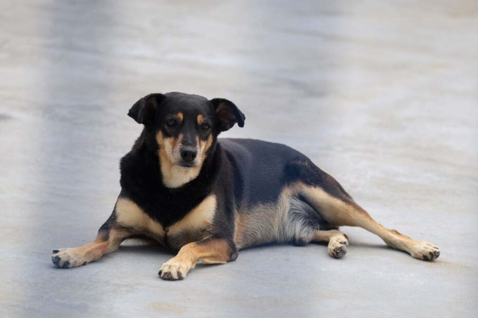 pets bem estar animal hojesc